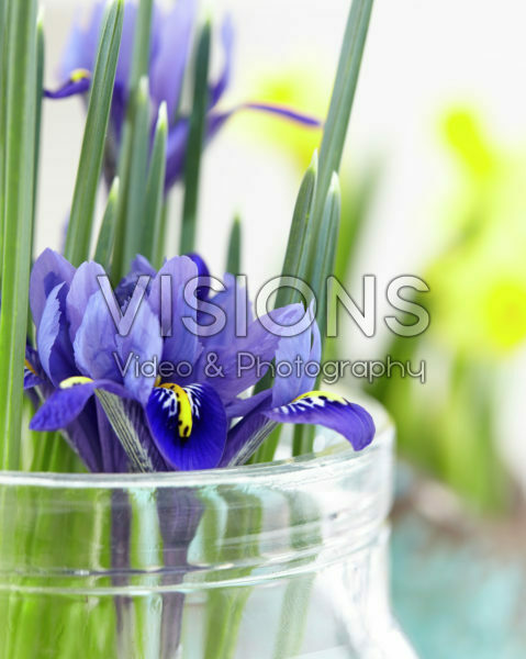 Iris reticulata Iris reticulata
