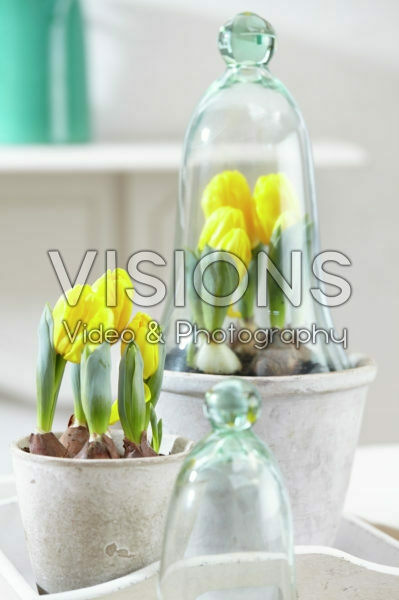 Tulipa Yellow Baby Tulipa Yellow Baby