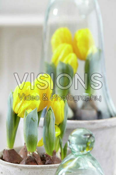 Tulipa Yellow Baby Tulipa Yellow Baby