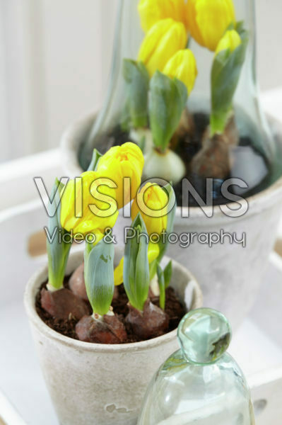 Tulipa Yellow Baby
