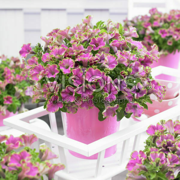 Petunia Mystical ® Wicked Purple Petunia Mystical ® Wicked Purple