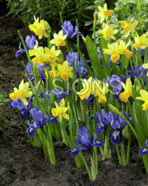 Iris reticulata, Narcissus Tete a Tete Iris reticulata, Narcissus Tete a Tete