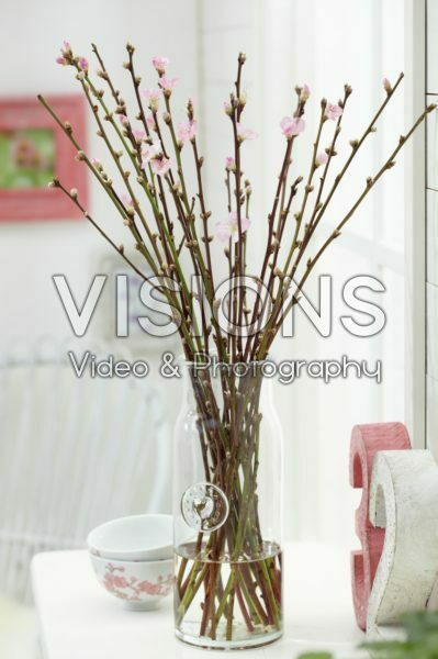 Prunus blossom