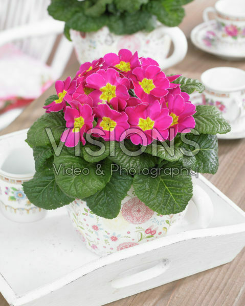 Primula acaulis roze Primula acaulis roze