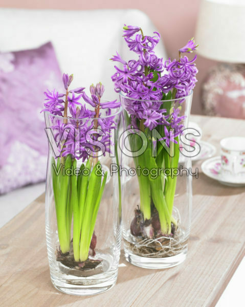 Hyacinthus purple