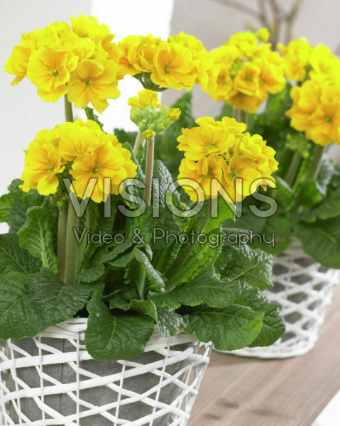 Primula geel Primula geel