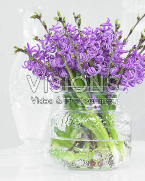 Hyacinthus purple