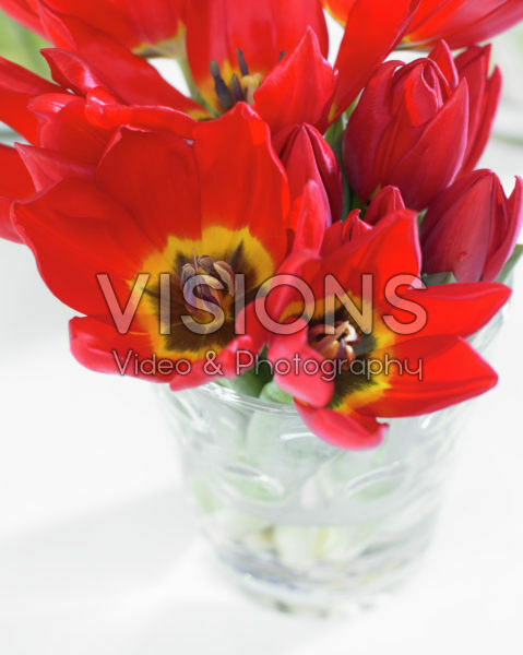 Tulipa Brilliant Star
