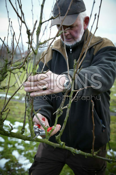 Pruning pear tree