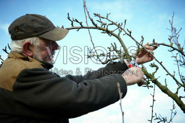 Pruning pear tree