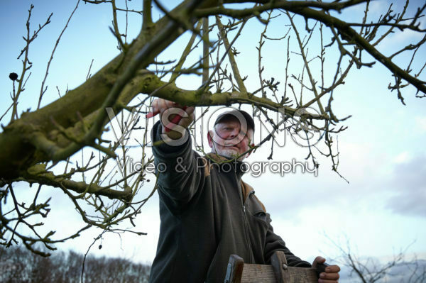 Pruning apple tree