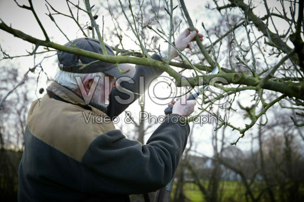 Pruning apple tree