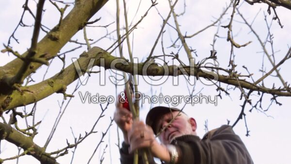 VIDEO Pruning apple tree