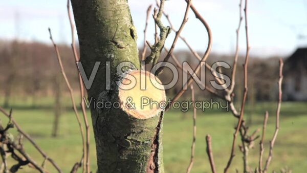 VIDEO Pruning pear tree