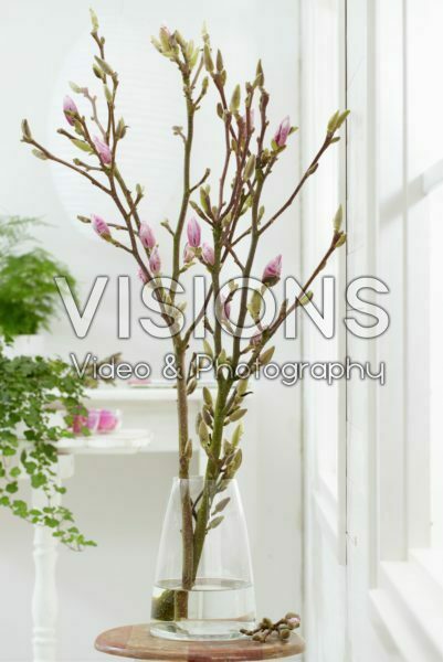Magnolia branches