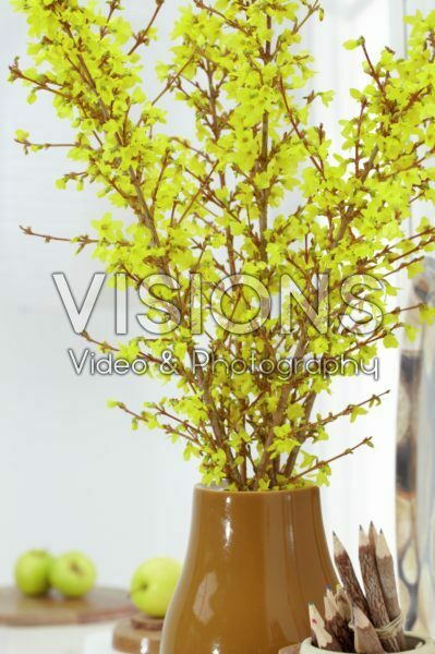 Forsythia branches