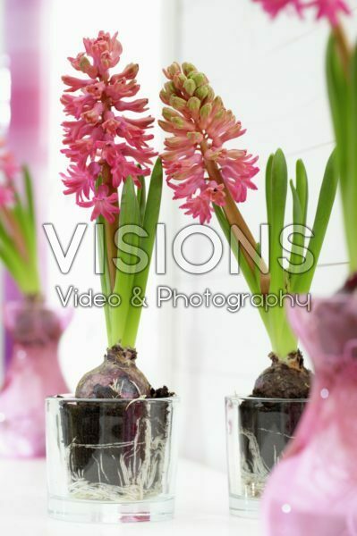 Hyacinthus bulbs