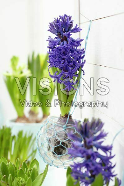 Hyacinthus bulb