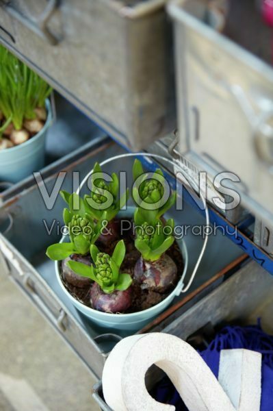 Hyacinths in drawers