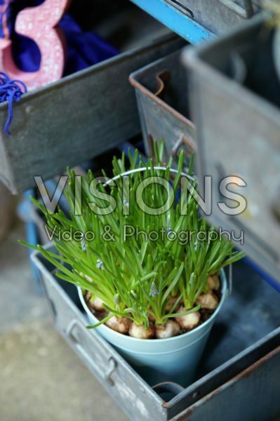 Muscari in drawers