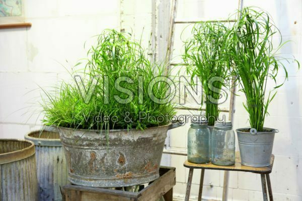 Grasses in containers