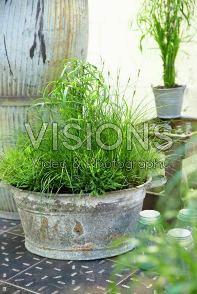 Mixed grasses in container