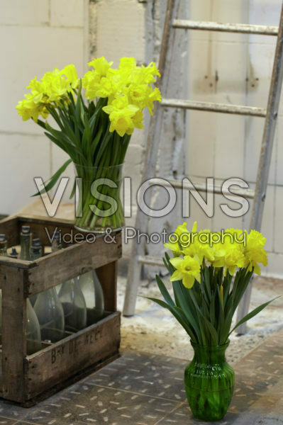 Daffodils in vases