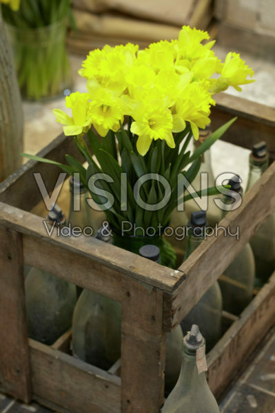 Daffodils in old crate