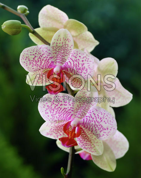 Phalaenopsis white