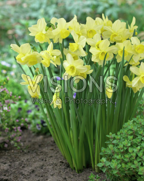 Narcissus Stint Narcissus Stint