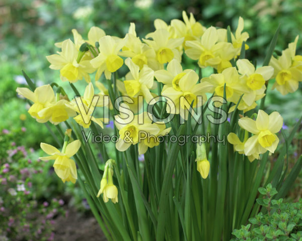 Narcissus Stint Narcissus Stint