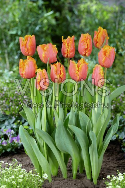 Tulipa Amazing Parrot