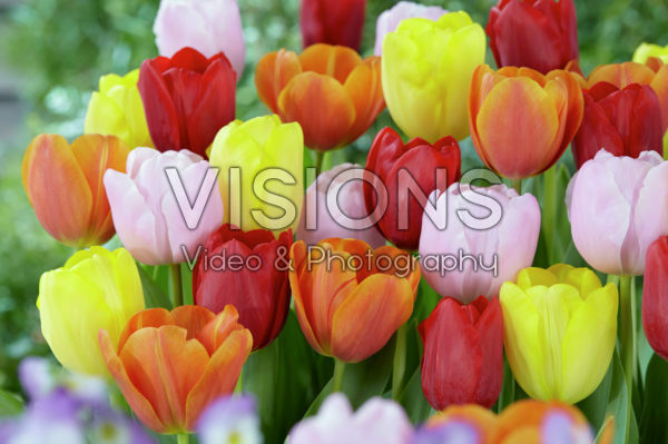 Tulipa triumph mix