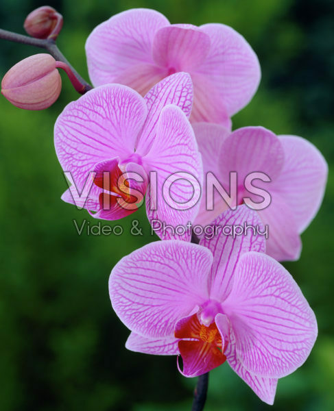 Phalaenopsis pink