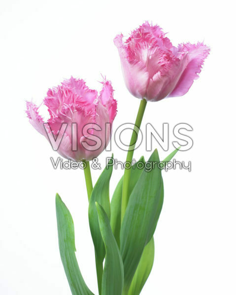 Tulipa Santander Tulipa Santander