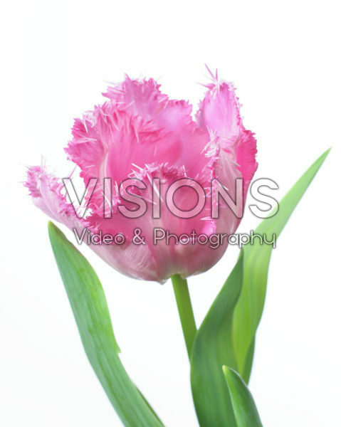 Tulipa Santander Tulipa Santander