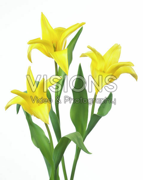 Tulipa Seattle Tulipa Seattle