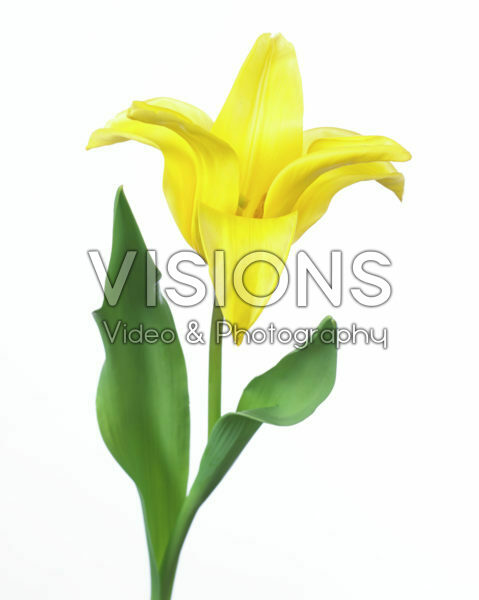 Tulipa Seattle Tulipa Seattle