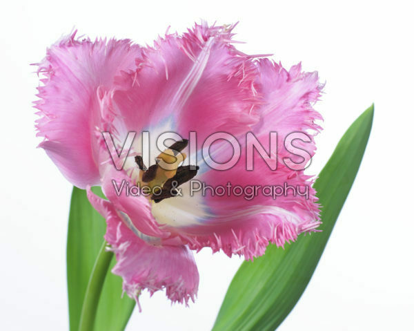 Tulipa Santander Tulipa Santander