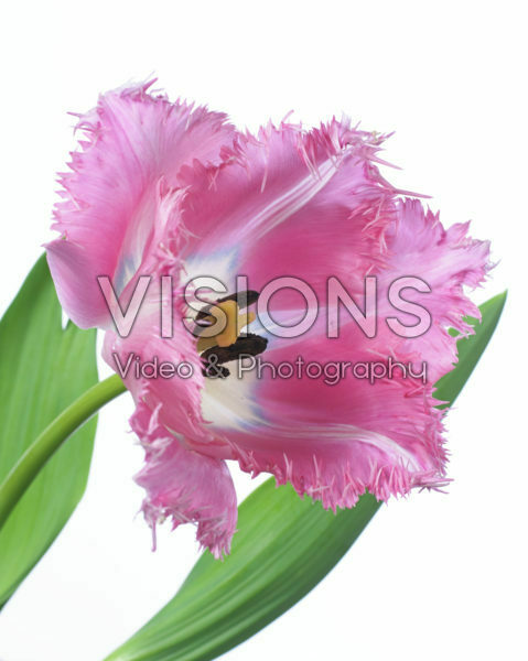 Tulipa Santander Tulipa Santander