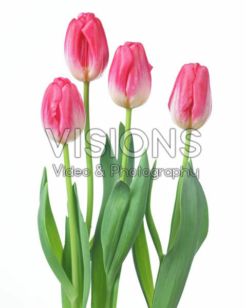 Tulipa Supermodel Tulipa Supermodel
