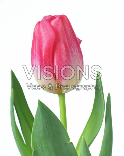 Tulipa Supermodel Tulipa Supermodel