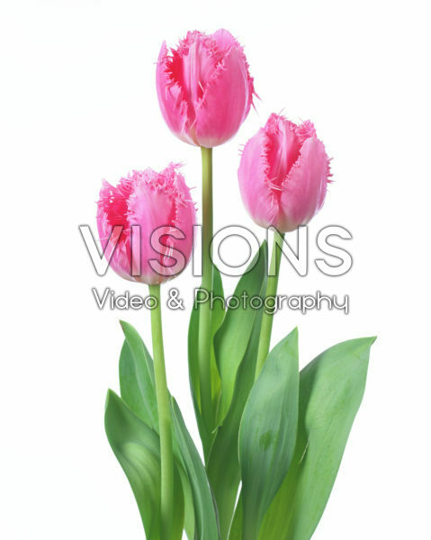 Tulipa Cacharel Tulipa Cacharel