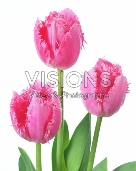 Tulipa Cacharel Tulipa Cacharel