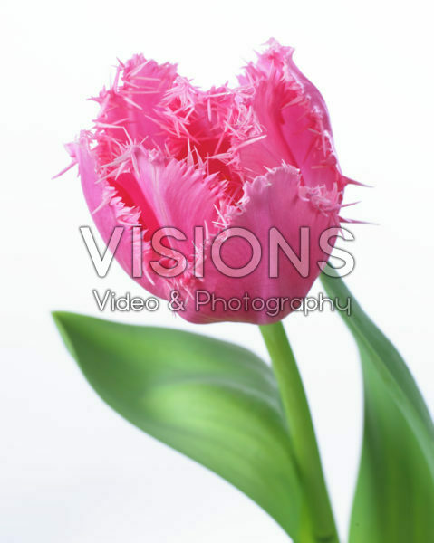 Tulipa Cacharel Tulipa Cacharel