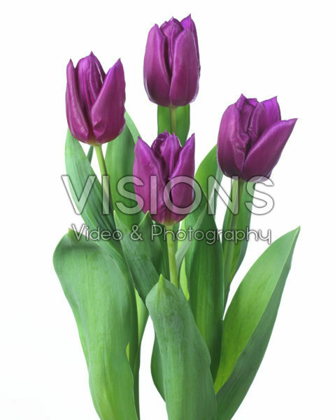 Tulipa Laptop Tulipa Laptop