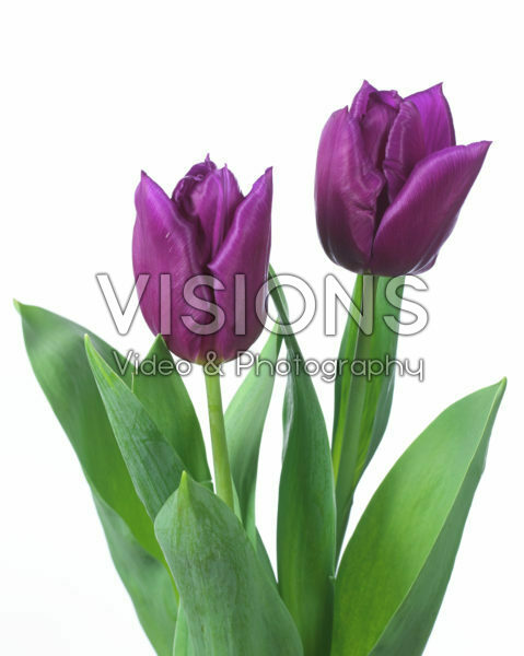 Tulipa Laptop Tulipa Laptop