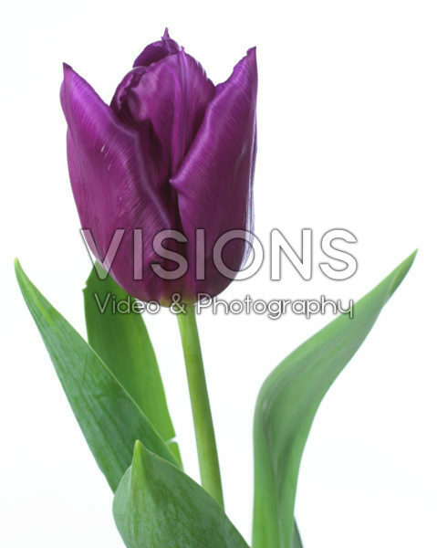 Tulipa Laptop Tulipa Laptop