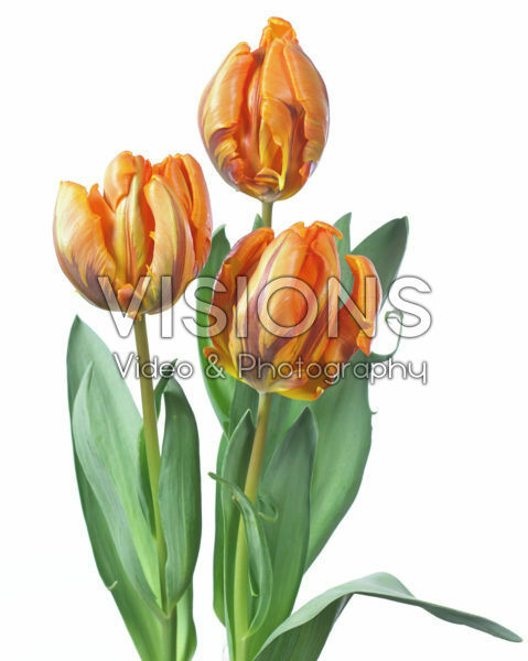 Tulipa Prinses Irene Parrot Tulipa Prinses Irene Parrot