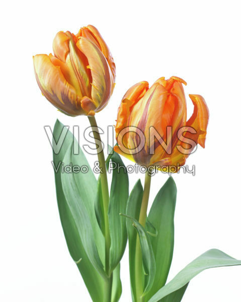 Tulipa Prinses Irene Parrot Tulipa Prinses Irene Parrot